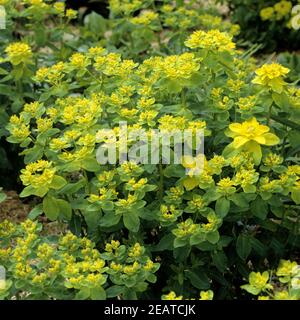 Wolfsmilch, Euphorbia policroma Foto Stock