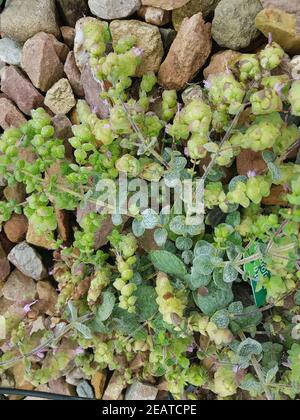 Kreta-Majoran, Origanum dictamnus, Kraeuter, Heilpflanze Foto Stock