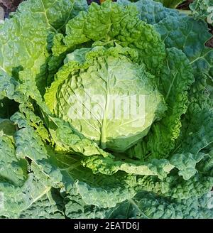 Wirsing, Brassica oleracea var sabauda Foto Stock