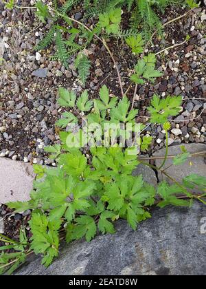 Kriechende Hahnenfuss, Ranunculus recita Keimling, Sproessling Foto Stock