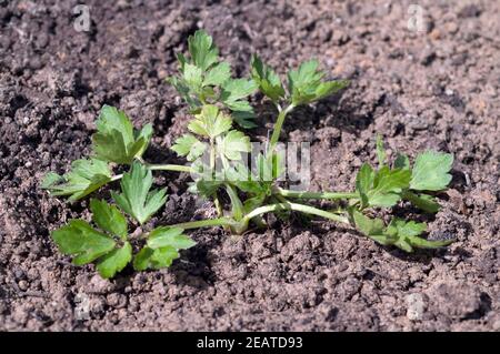 Kriechende Hahnenfuss, Ranunculus recita Keimling, Sproessling Foto Stock