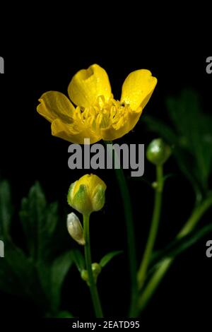Kriechender Hahnenfuss Ranunculus recenne Foto Stock