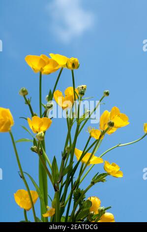 Kriechender, Hahnenfuss; Ranunculus, repens, Foto Stock