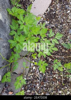 Kriechende Hahnenfuss, Ranunculus recita Keimling, Sproessling Foto Stock