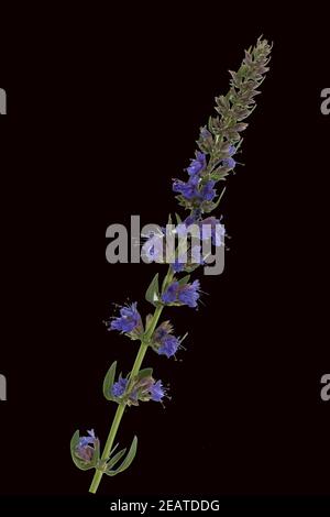 Ysop, Hyssopus, officinalis Foto Stock