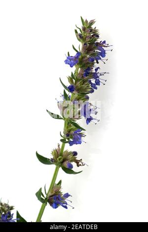 Ysop, Hyssopus officinalis Foto Stock