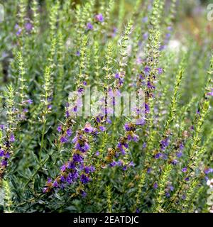 Ysop, Hyssopus officinalis Foto Stock