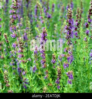 Ysop, Hyssopus, officinalis Foto Stock