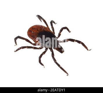 Zecke, Holzbock, Ixodes ricinus, Foto Stock