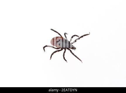 Zecke, Holzbock, Ixodes ricinus, Foto Stock