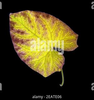 Zaunwinde, Convolvulus, Herbstfaerbung Foto Stock