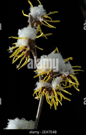 Zaubernuss; Hamamelis; japonica; Schnee, Foto Stock