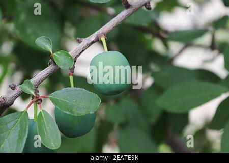 Una prugna verde si blocca crescendo in estate su un albero Foto Stock