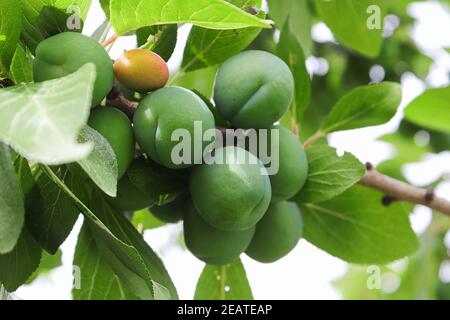 Grappoli di prugne verdi aggrappati a rami Foto Stock