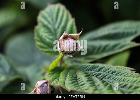 Un lampone non maturo che cresce su una canna Foto Stock