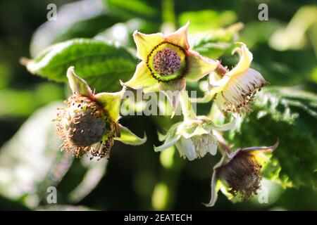 Primo piano di lamponi in varie fasi di fioritura e messa in scena frutta Foto Stock