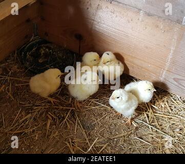 Huehnerkueken, gallus domesticus Foto Stock