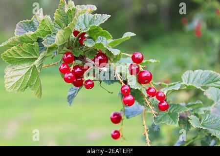 Ribes rosso brillante su un singolo arbusto di canna Foto Stock