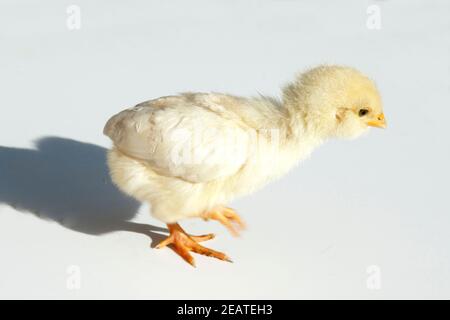 Huehnerkueken Huehner Kueken Foto Stock