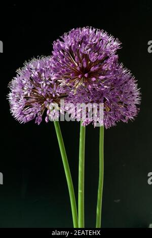 Zierlauch, Riesenlauch, Allium, Giganteum Foto Stock