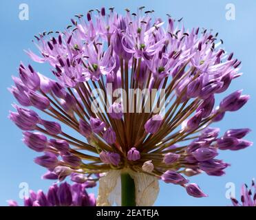 Zierlauch, Riesenlauch, Allium, Giganteum Foto Stock