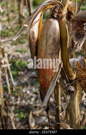 un orecchio di mais sul gambo in autunno inverno Foto Stock