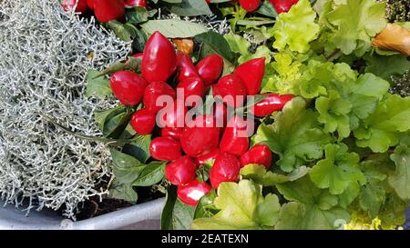 Stacheldrahtpflanze, Zierpaprika, Herbstgesteck Foto Stock