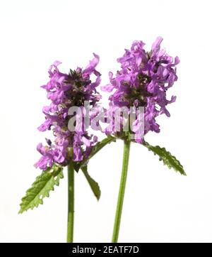Ziest Stachys officinalis Echter Heilziest Betonie Foto Stock