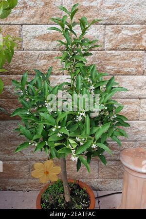 Kumquat, Fortunella, agrumi, Bluete Foto Stock