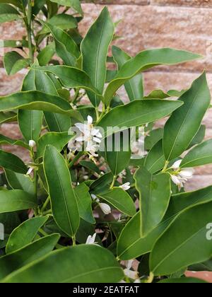 Kumquat, Fortunella, agrumi, Bluete Foto Stock