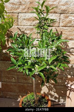 Kumquat, Fortunella, agrumi, Bluete Foto Stock