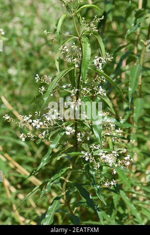 Zitronenverbene Verveine Lippia citrodora Foto Stock