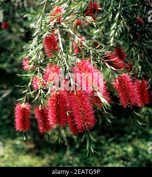 Zylinderputzer, Callistemom citrinus Foto Stock