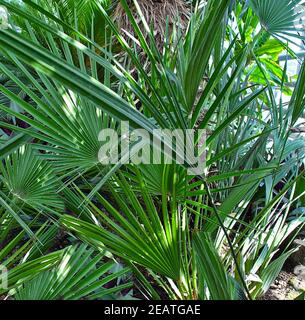 Zwergpalme, Saegepalme, Serenoa repens, Sabal serrulata Foto Stock