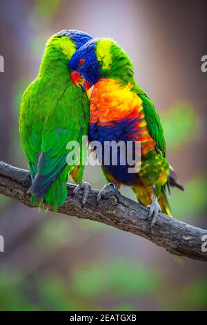 Un paio di corikeet arcobaleno che sono romantici su un ramo di albero (Trichoglossus hematodus) Foto Stock