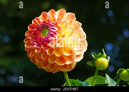 Pallina dahlia Fabians Foto Stock