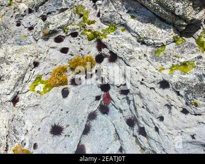 Ricci di mare sulla costa rocciosa, resi dal mare. Foto Stock