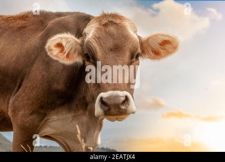 ritratto di una mucca marrone in bel tempo Foto Stock