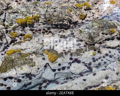 Ricci di mare sulla costa rocciosa, resi dal mare. Foto Stock