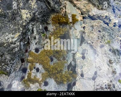 Ricci di mare sulla costa rocciosa, resi dal mare. Foto Stock