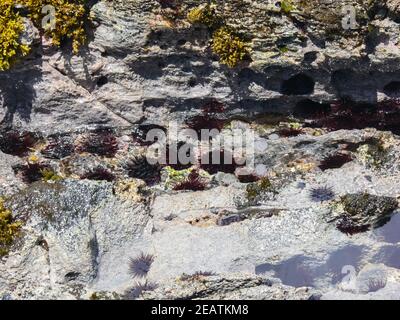 Ricci di mare sulla costa rocciosa, resi dal mare. Foto Stock