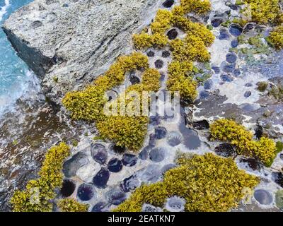 Ricci di mare sulla costa rocciosa, resi dal mare. Foto Stock