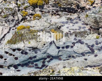 Ricci di mare sulla costa rocciosa, resi dal mare. Foto Stock