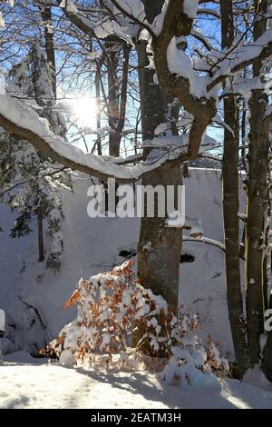 Alberi innevati in inverno contro la luce del sole Foto Stock