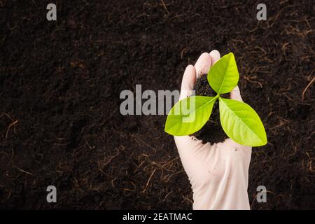 Mano di ricercatrice donna indossare guanti le piantine sono un verde albero che cresce piantando Foto Stock