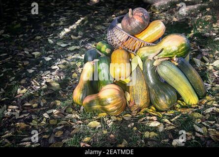 Diverse varietà di zucca sul campo Foto Stock