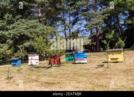 Un apiario con antichi alveari in legno in un giardino rurale Foto Stock