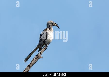 African Grey Hornbill, Botswana, Africa fauna selvatica Foto Stock