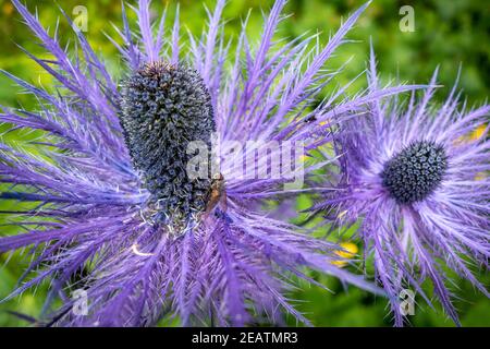 Agrifoglio di mare alpino, Eryngium alpinum, in Savoia, Francia Foto Stock