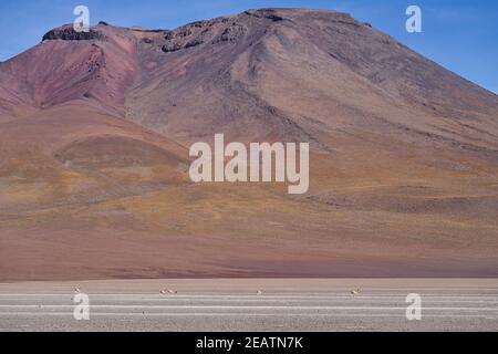 Vicunas a piedi su una pianura ad alta quota dell'altiplano nelle ande montagne della Bolivia, Sud America Foto Stock